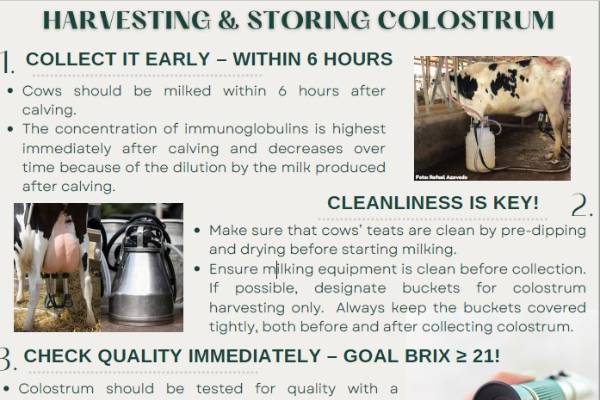 How colostrum is collected and stored