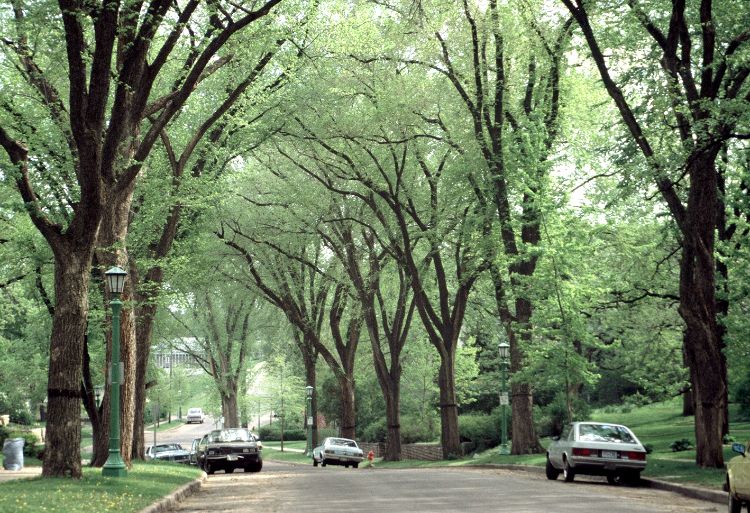 American elms were known for their cathedral-like canopies when lining streets. Photo credit: Joseph O’Brien, USDA Forest Service, Bugwood.org