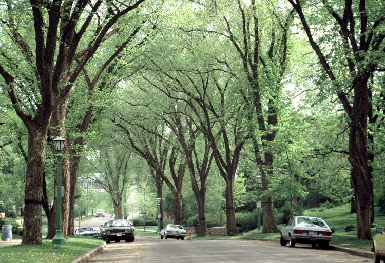American elms were known for their cathedral-like canopies when lining streets. Photo credit: Joseph O’Brien, USDA Forest Service, Bugwood.org