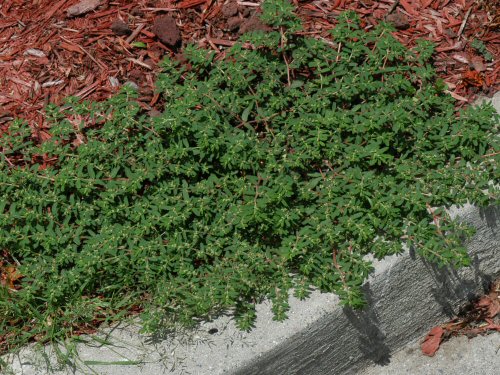  Prostrate Spurge1.jpg 