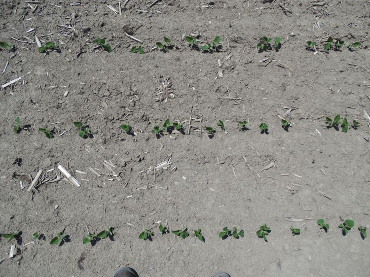 Plant stands from 80,000 seeds per acre planting rate. See side-by-side comparison pictures below of 80,000 versus 160,000 seeds per acre panting rate. All photos by Mike Staton, MSU Extension.