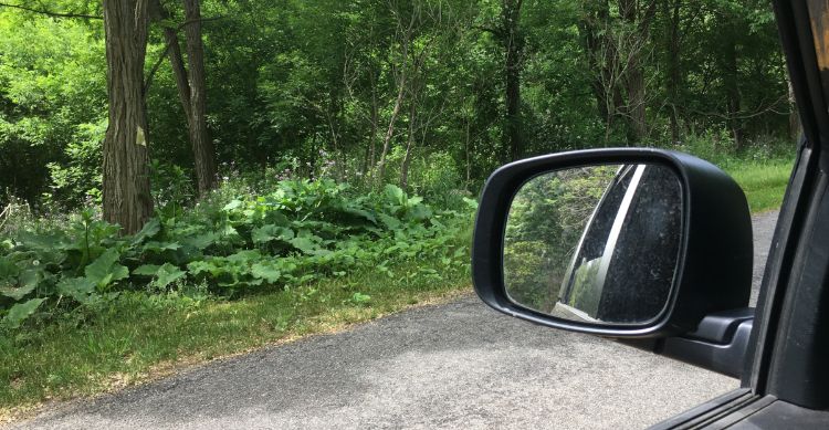 Roadside flowers in a view from the drivers’ seat.