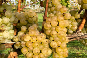 Harvest is underway in northwest Michigan vineyards