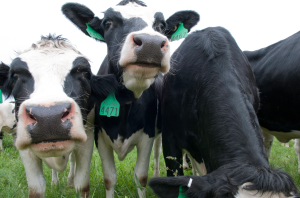 More than $2.3 million to support Michigan animal agriculture research, outreach