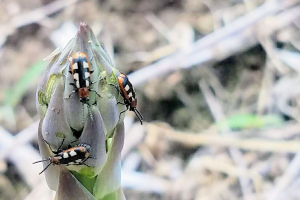 Controlling common asparagus beetle during harvest season