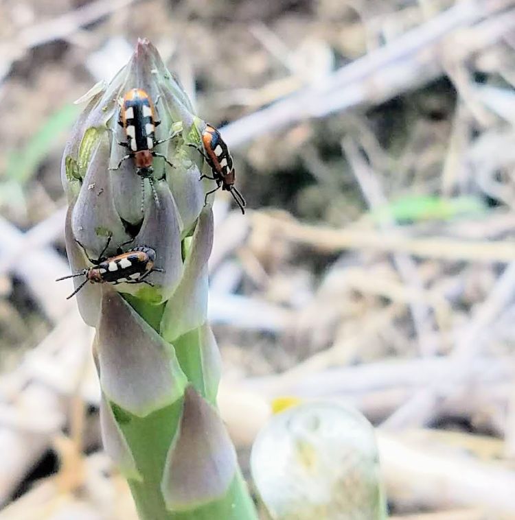 Asparagus beetles on spears