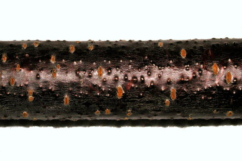  A dead twig or branch will be covered with pinhead-sized, black pimples that break through the bark. 