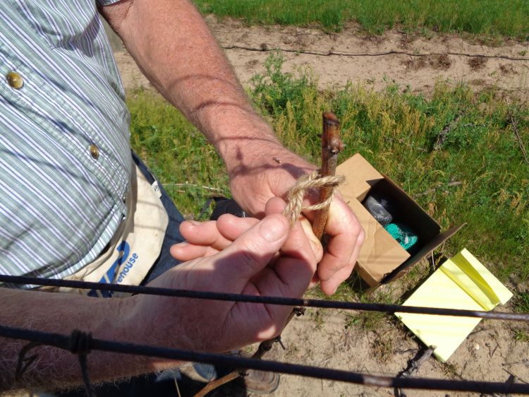 A new video series explains efficient ways for tying vines to trellises. All photos by Tom Zabadal, MSU