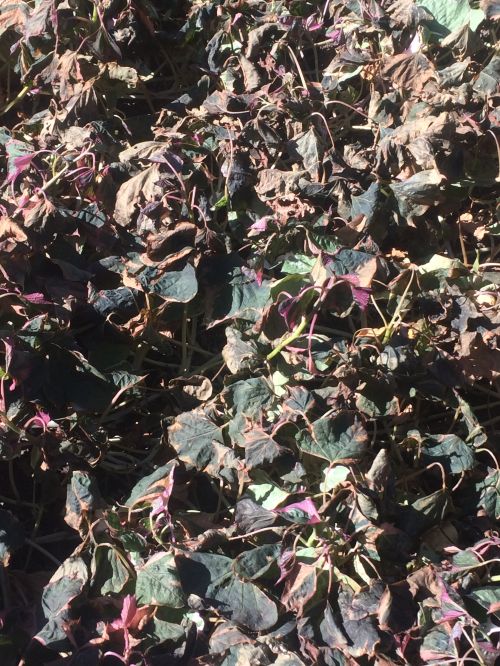 Wilted leaves in sweet potato vine crop