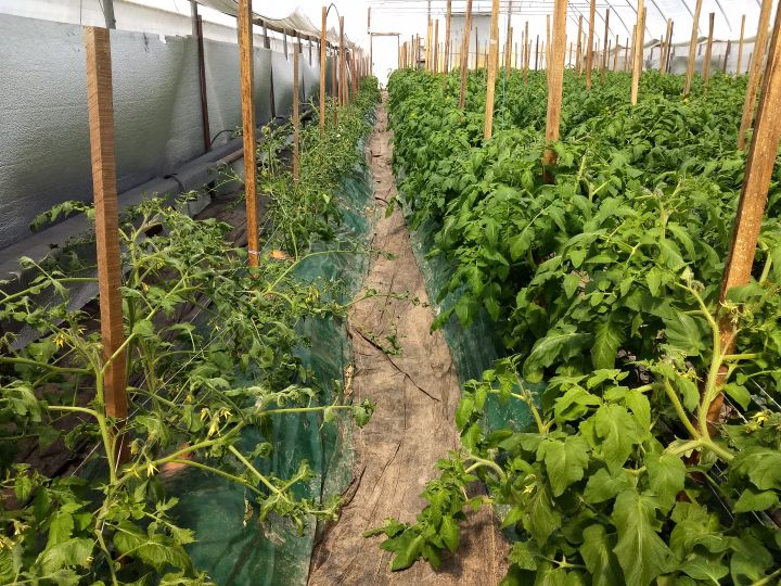 East Michigan vegetable update - April 24, 2019 - Vegetables