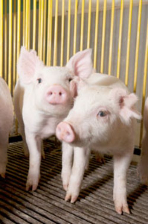 Piglets. Photo courtesy of MSU Communications and Brand Strategy