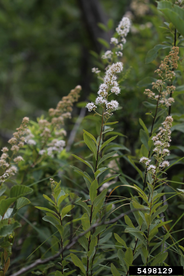 Meadowsweet