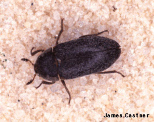 Carpet beetle on sale