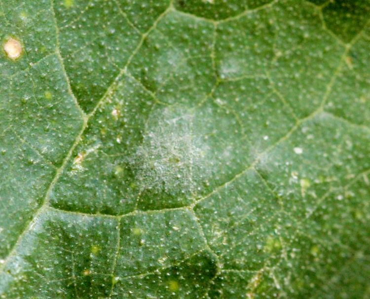 Close up of powdery mildew on upper surface of squash leaf. Photo: Fred Springborn, MSU Extension.