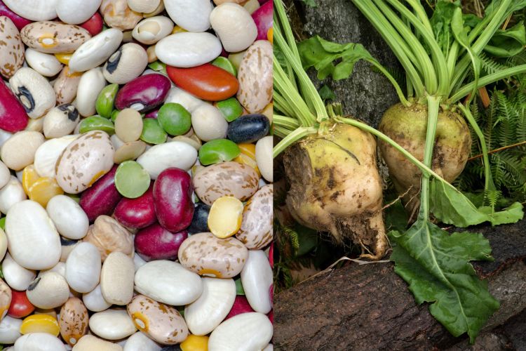 An image of multicolored beans next to an image of two sugarbeets.