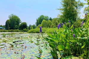 Grow your appreciation for Michigan’s inland lakes with the Introduction to Lakes Online course