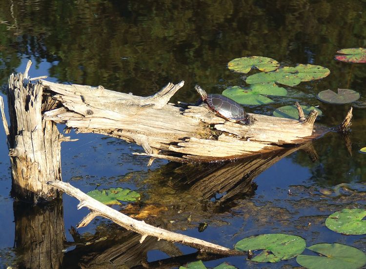 Turtle on a broken log above water.
