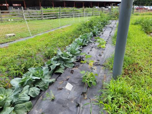 Vegetables growing underneath a small solar array.
