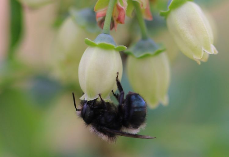 bumble bee on flower