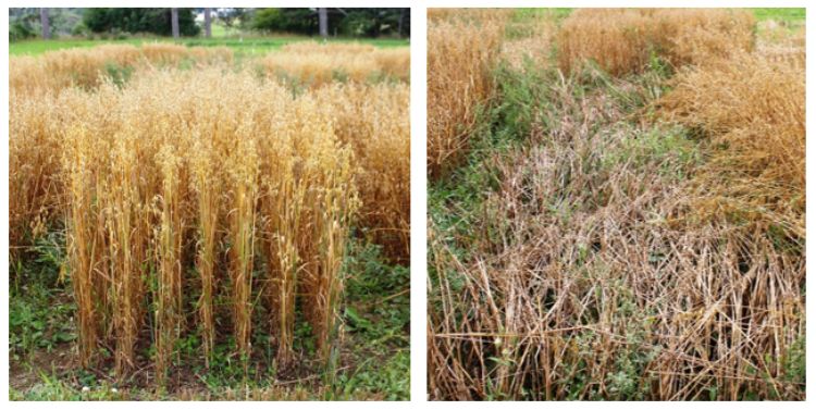 Deon oats (left) performed very well in the trial, whereas Streaker oats (right) experienced significant lodging, which greatly impacted yield. 