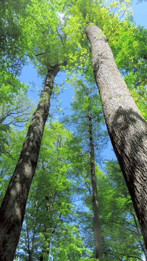 Photo of deciduous trees against a blue sky,