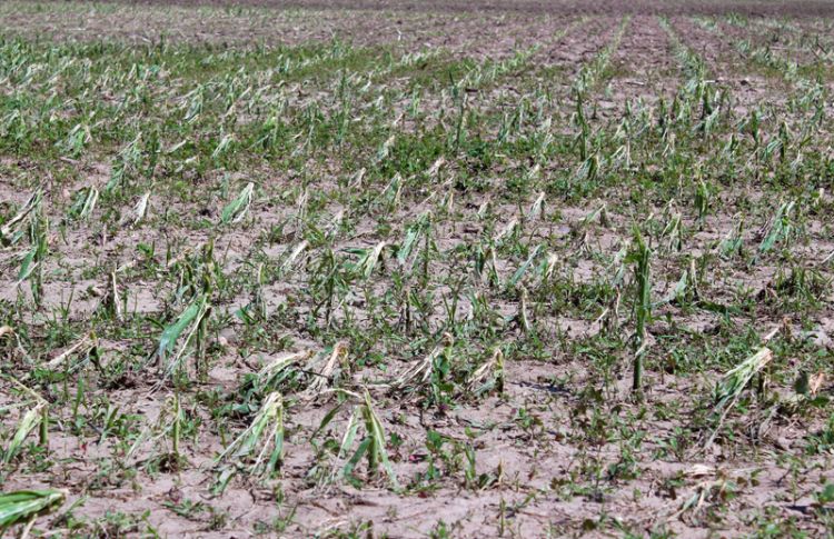 Hail damage to corn. Photo credit: Phil Kaatz, MSU Extension