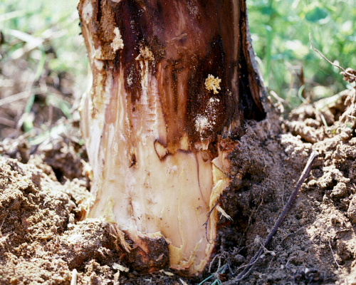 The cambial tissue is discolored, but discoloration does not extend below the soil line.