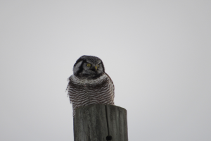 Winter bird-watching in the eastern Upper Peninsula is like an outdoor treasure hunt!