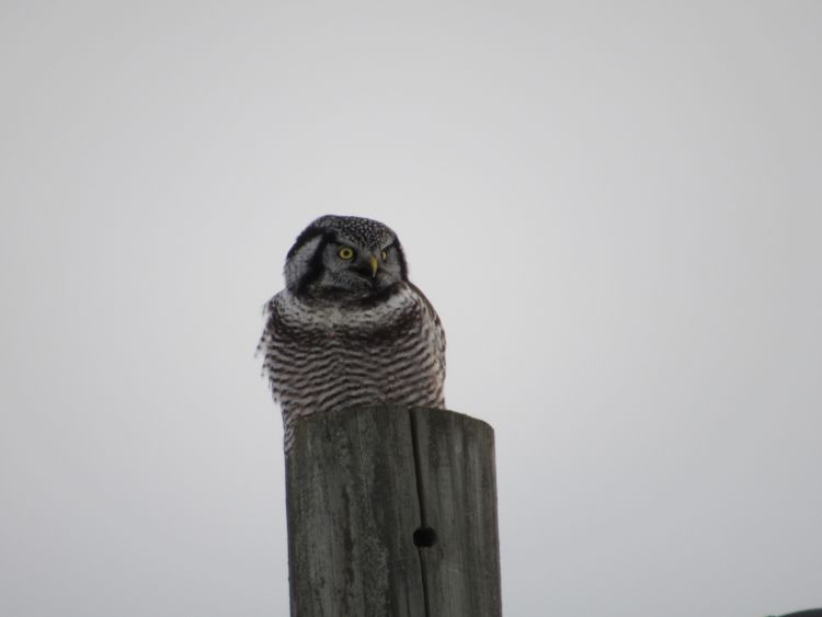 A Northern Hawk Owl sits on top of a post looking toward the camera.