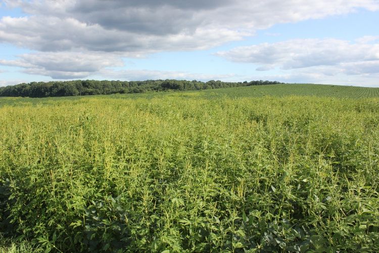Giant ragweed intruding into a field