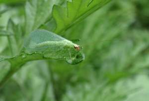 Michigan insects in the garden – Season 2 Week 9: Chrysopidae