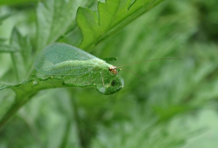 An adult green lacewing on a leaf.