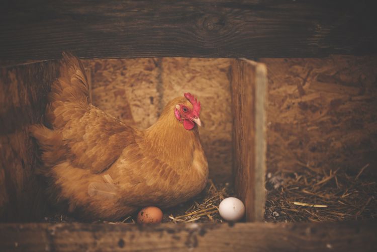 Decreasing daylight and its effect on laying hens - Poultry