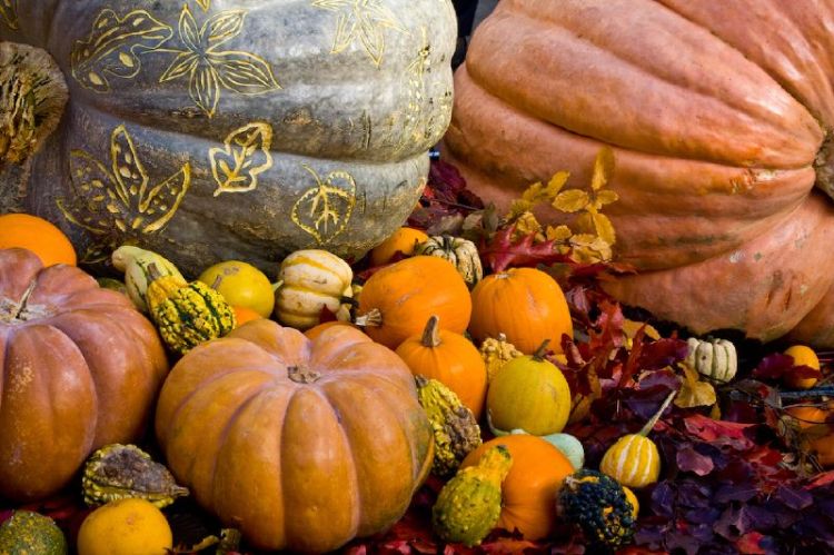 Various pumpkins.