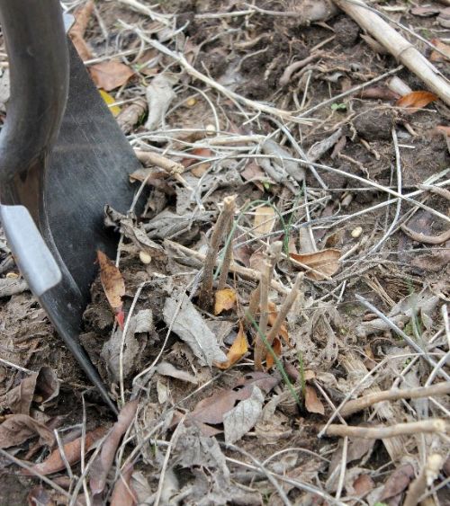 Collect soil samples within the root mass of the plants (as located by the position of the stubble). Photo by Bruce MacKellar, MSU Extension.