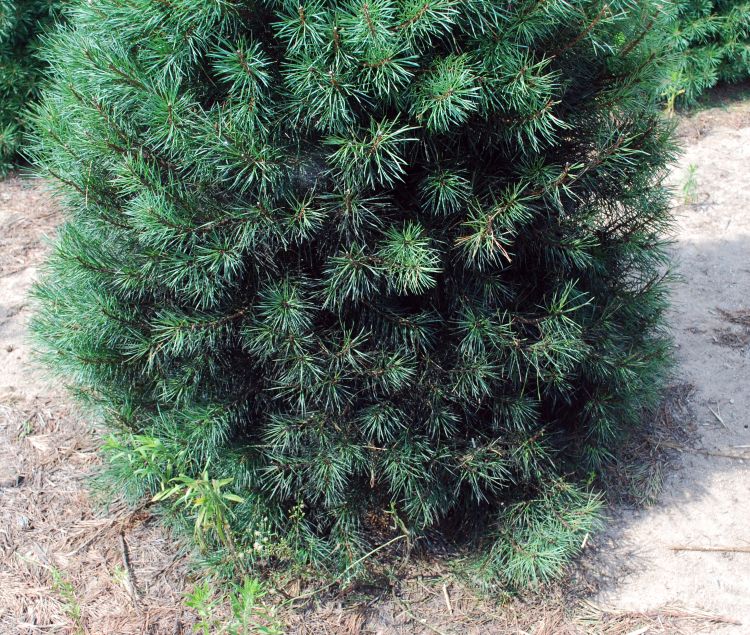 Needles and shoots blacked on bottom of tree due to sooty mold.