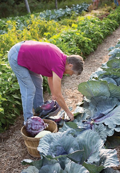 Person in a garden picking cabbage