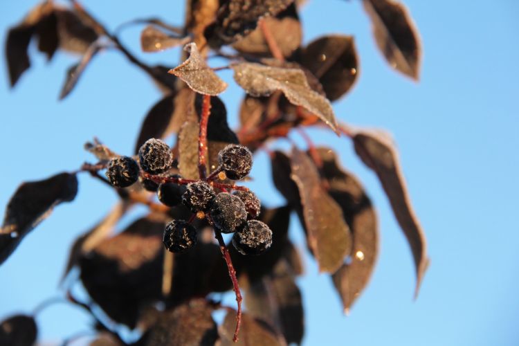 Chokeberries with frost