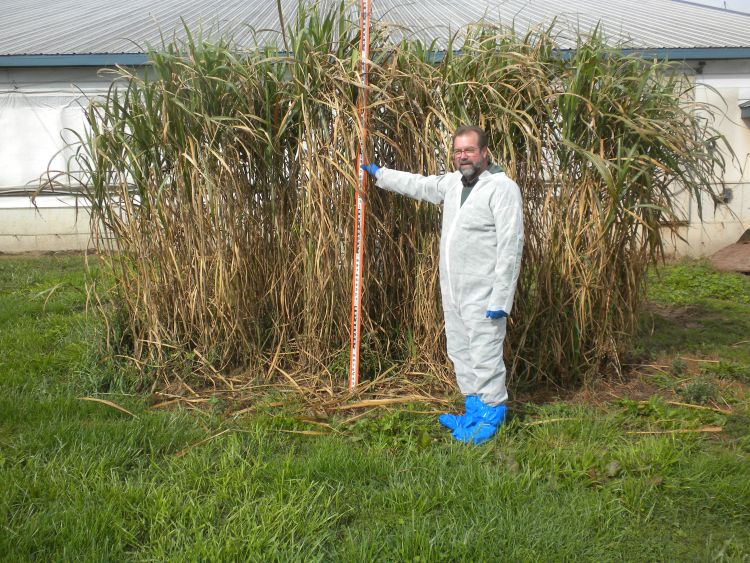 Jerry May stands with giant miscanthus in September 2014 after two seasons of growth on a swine farm. Biosecurity protocols on the farm requires the research team to wear disposable coveralls and footwear when visiting.
