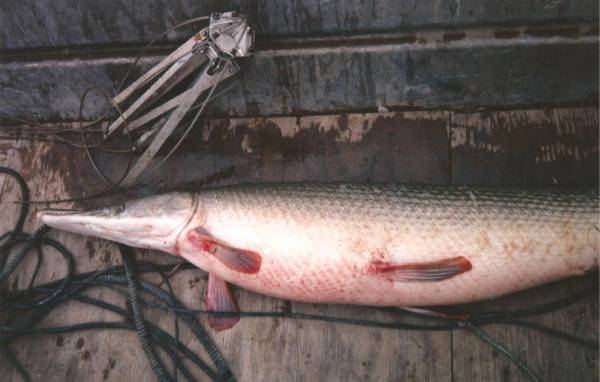 What is an alligator gar and why is Illinois trying to protect them? - MSU Extension
