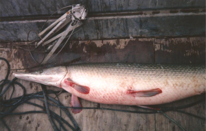 What is an alligator gar and why is Illinois trying to protect them?
