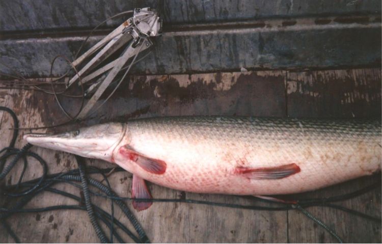 This gravid female alligator gar served as broodstock at Private John Allen National Fish Hatchery in Tupelo, Miss. Photo: Dan O’Keefe | Michigan Sea Grant    
