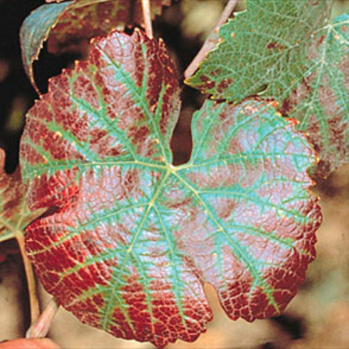 Leaves become yellow or reddish purple while the main veins remain green.