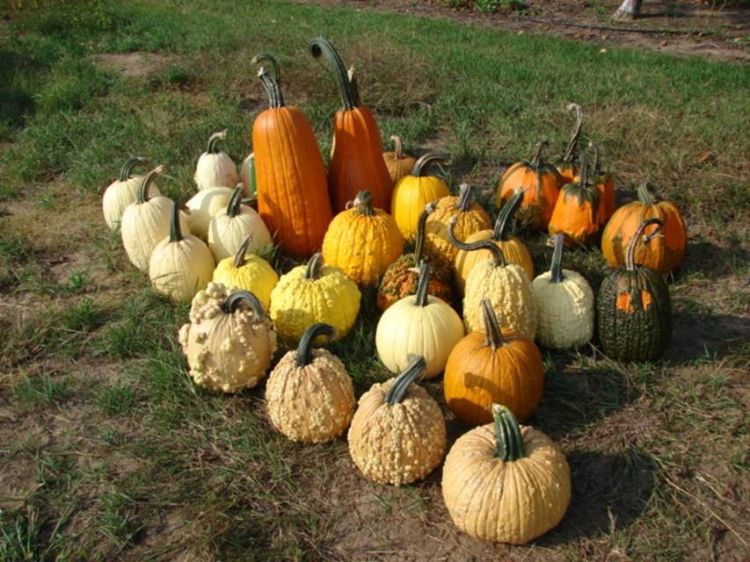 Time Of Pumpkin Planting Can Improve Success Msu Extension