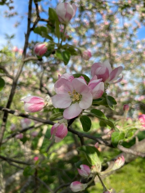 King bloom in apples.