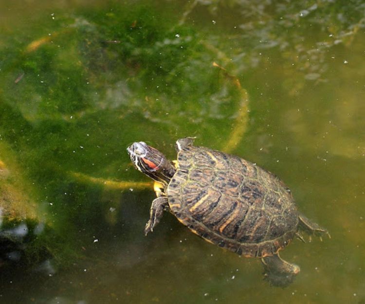 Adult red-eared slider turtle swims near the shoreline. Photo credit: S.G.S. (commons.wikimedia.org)