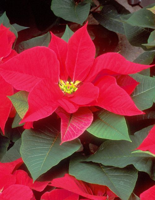 Follow these tips to successfully get your poinsettia to rebloom. Photo by Scott Bauer, Agricultural Research Service, Bugwood.org