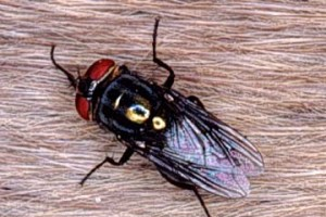 Callophorid fly or bottle flies