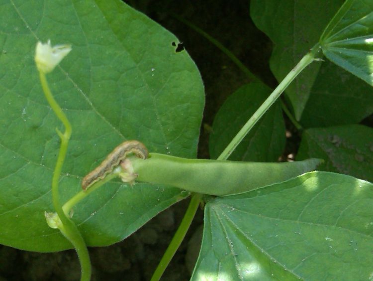 Western bean cutworm feeding