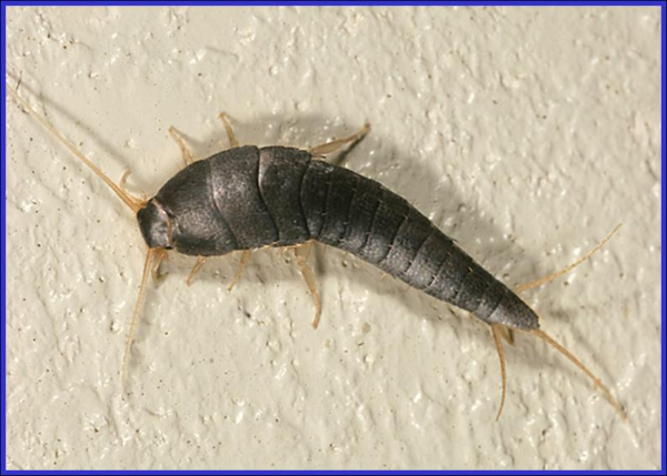 Silverfish on sale